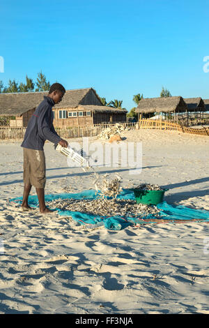 Pescatori malgasci raccolta di pesci secchi sulla spiaggia, Morondava, provincia di Toliara, Madagascar Foto Stock