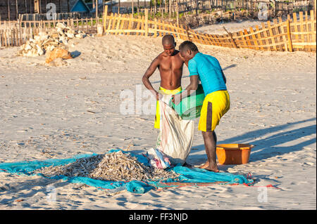 Pescatori malgasci raccolta di pesci secchi sulla spiaggia, Morondava, provincia di Toliara, Madagascar Foto Stock