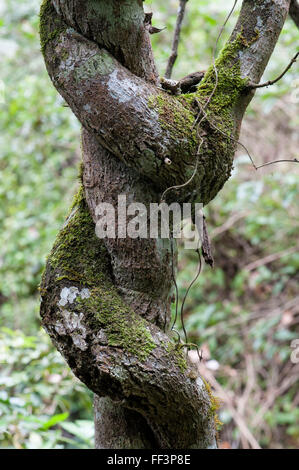 Twisted tronco di albero, Andasibe-Mantadia Parco nazionale del Madagascar Foto Stock