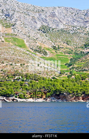 Hvar la costa meridionale, vigne, spiagge, baie tranquille,mari blu,estati perfetta,i turisti la balneazione,pianure di Stari Grad,CROAZIA Foto Stock