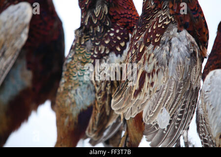 Fagiani uccisi dai cacciatori Foto Stock