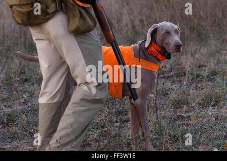 Cane da caccia accanto al cacciatore in campo indossando un giubbotto di colore arancione. Foto Stock