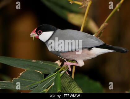 Maschio di riso Java Sparrow o Javan Finch (Padda oryzivora) appollaiate su un ramo Foto Stock