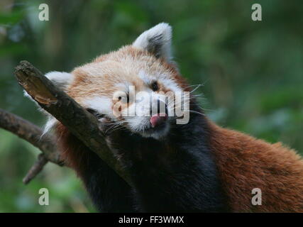 Asian panda rosso (Ailurus fulgens) in una struttura ad albero, attaccare fuori la sua lingua e leccare le sue labbra Foto Stock