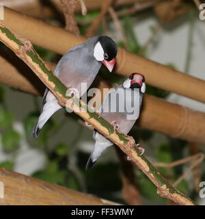 Coppia di passeri Java o Java Finches (Padda oryzivora) a.k.a. Riso Java Sparrow o Javan uccello di riso Foto Stock