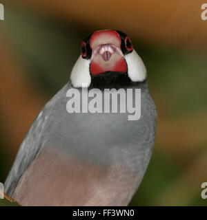 Il canto maschio passero Java o Java Finch (Padda oryzivora) a.k.a. Riso Java Sparrow o Javan uccello di riso Foto Stock