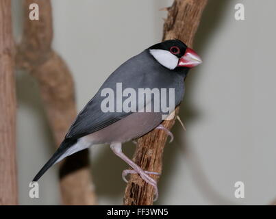 Sotheast asiatici riso Java Sparrow o Javan Finch (Padda oryzivora) appollaiate su un ramo Foto Stock