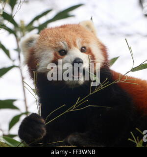 Close-up della testa di un asiatico panda rosso (Ailurus fulgens) in una struttura ad albero, masticare su foglie di bambù. Foto Stock