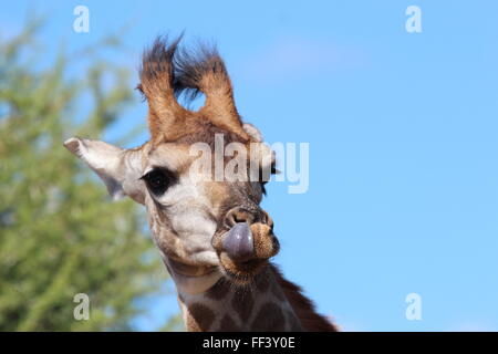 Baby Giraffe (Camelopardalis) con la lingua fuori da vicino, Limpopo Sud Africa Foto Stock