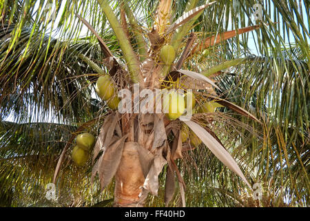Cocoanut Palm tree numero 3553 Foto Stock