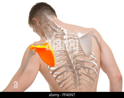 Scapola anatomia uomo isolato su bianco Foto Stock