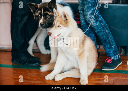 Giovani felici Husky cucciolo di cane eschimese e Akita Americano seduti insieme sul pavimento in legno Foto Stock