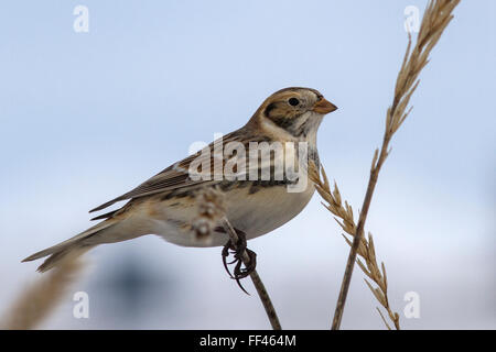 Lapland Bunting seduto su un ramo Leymus inverno giorno nuvoloso Foto Stock