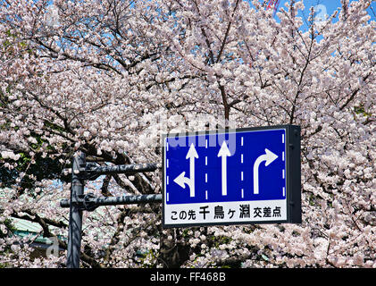Giappone, isola di Honshu, Kanto, Tokyo, segni e ciliegio fiori. Foto Stock