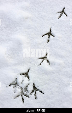 Airone cinerino (Ardea cinerea) Orme nella neve sul laghetto congelato in inverno Foto Stock