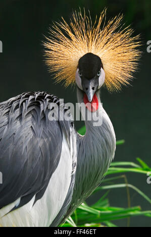 Grey Crowned Crane (Balearica regulorum) close up ritratto Foto Stock