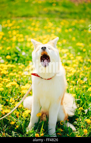 Cane Akita Akita (Inu, giapponese Akita) Cucciolo seduto nella primavera del prato verde erba Outdoor Foto Stock