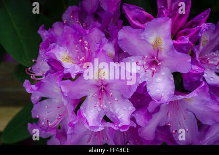 Una boccola di rododendro in piena fioritura con gocce di pioggia sui fiori. Foto Stock