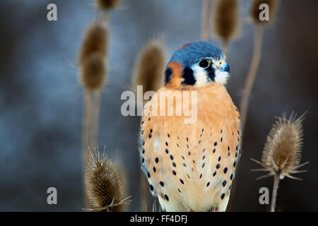 American Gheppio - un piccolo tipo di Falcon siede tra spazzola in una scena invernale Foto Stock