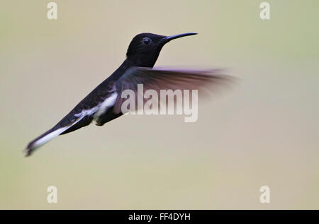 Nero (giacobina Florisuga fusca) volare a mezz aria Itanhaem, Brasile Foto Stock