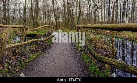 Un mossy corrimano in legno conduce su un ponte in una foresta di passare la palude oltre a. Scena di uno sterile inverno foresta in Germania. Foto Stock