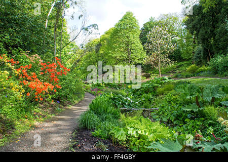 I giardini di Pencarrow house vicino a Bodmin in Cornwall, Regno Unito Foto Stock