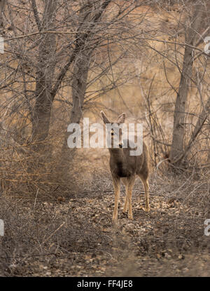 Mule Deer doe passeggiate attraverso i boschi. Foto Stock