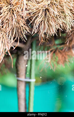 Crociera sul web su un ingiallito pine Foto Stock