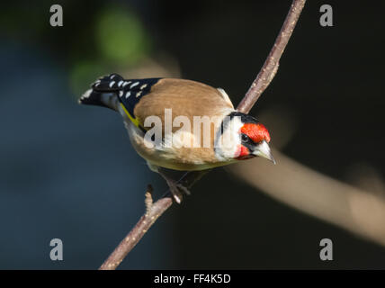 Cardellino in Mainsriddle giardino, vicino RSPB Mersehead, Dumfries and Galloway, Regno Unito Foto Stock