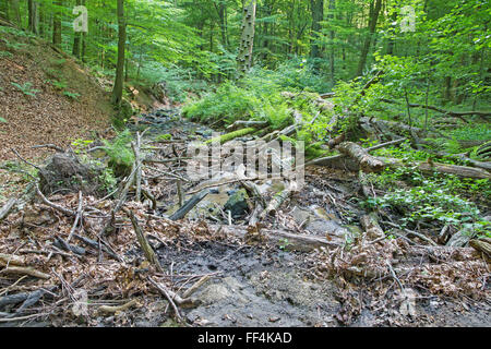 Creek nella foresta dei Piccoli Carpazi hills - Slovacchia Foto Stock