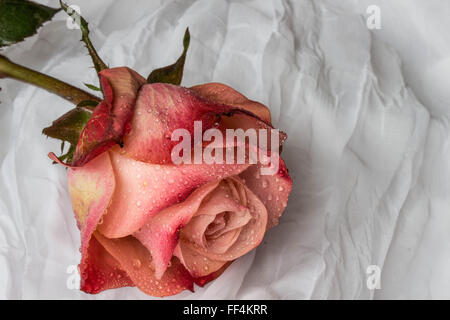 Rosso-rosa rosa con goccioline di acqua - sfondo bianco Foto Stock