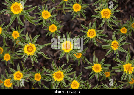 Asteriscus aquaticus, Tenerife, Isole Canarie, Spagna Foto Stock