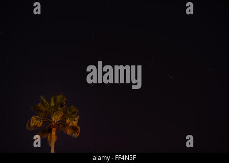 Costellazione di Orione su Palm tree, San Jose CA Foto Stock