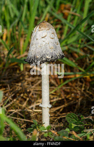 Shaggy copertura di inchiostro (Coprinus comatus), commestibili, Cantone di Ginevra, Svizzera Foto Stock