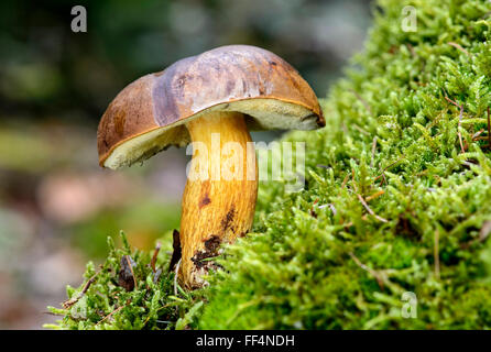 Bay bolete (Imleria badia), funghi commestibili, cantone di Fribourg, Svizzera Foto Stock