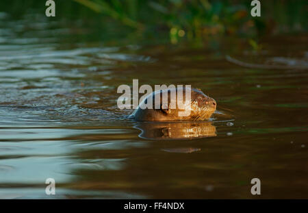 Lontra gigante (Pteronura brasiliensis) nuotare in acqua, Pantanal, Mato Grosso, Braslien Foto Stock