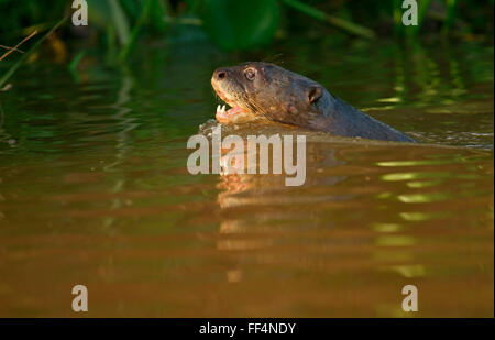 Lontra gigante (Pteronura brasiliensis) nuotare in acqua, Pantanal, Mato Grosso, Braslien Foto Stock