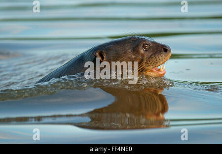 Lontra gigante (Pteronura brasiliensis) nuotare in acqua, Pantanal, Mato Grosso, Braslien Foto Stock