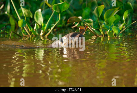 Lontra gigante (Pteronura brasiliensis) nuotare in acqua, Pantanal, Mato Grosso, Braslien Foto Stock