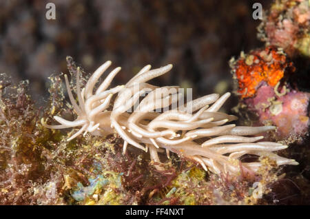 Sea slug o nudibranch, Phyllodesmium briareum, Moalboal, Tuble, Cebu, Filippine Foto Stock