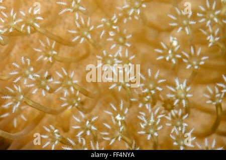 Pelle fungo polipi di corallo, Sarcophyton sp., Moalboal, Tuble, Cebu, Filippine Foto Stock