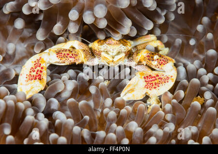 Avvistato in porcellana, granchio Neopetrolisthes maculatus, Moalboal, Tuble, Cebu, Filippine Foto Stock