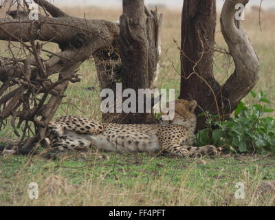 Un leopard dorme nel Serengeti Tanzania Africa foto di jen lombardo Foto Stock