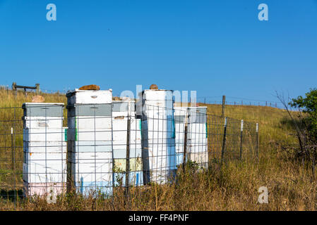 Alveari in un cantiere di ape, o apiario, vicino a Sheridan, Wyoming Foto Stock