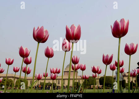 New Delhi. 10 Febbraio, 2016. Foto scattata nel febbraio 10, 2016 mostra in fiore in giardino Mughal intorno alla Indian palazzo presidenziale durante una anteprima di stampa in New Delhi, India. Il giardino sarà aperta al pubblico dal 12 febbraio al 15 marzo. © Stringer/Xinhua/Alamy Live News Foto Stock