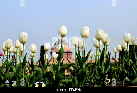 New Delhi. 10 Febbraio, 2016. Foto scattata nel febbraio 10, 2016 mostra in fiore in giardino Mughal intorno alla Indian palazzo presidenziale durante una anteprima di stampa in New Delhi, India. Il giardino sarà aperta al pubblico dal 12 febbraio al 15 marzo. © Stringer/Xinhua/Alamy Live News Foto Stock