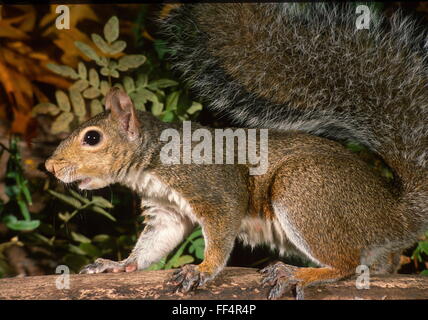 Grigio (grigio) Scoiattolo Sciurus carolinensis mostrato sul log vecchi. Vista lato sinistro nell'immagine. Foto Stock