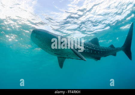 Squalo Balena , Rhincodon typus, Oslob, Cebu, Filippine Foto Stock