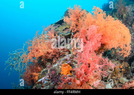 Tree coralli, Scleronephthya sp., Moalboal, Tuble, Cebu, Filippine Foto Stock