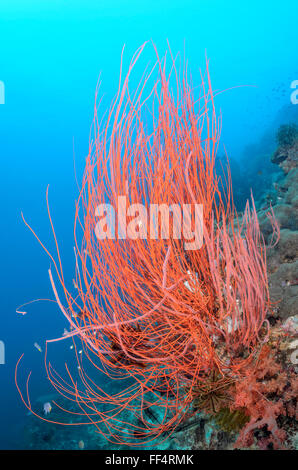 Rosso corallo a frusta, Ellisella ceratophyta, Moalboal, Tuble, Cebu, Filippine Foto Stock